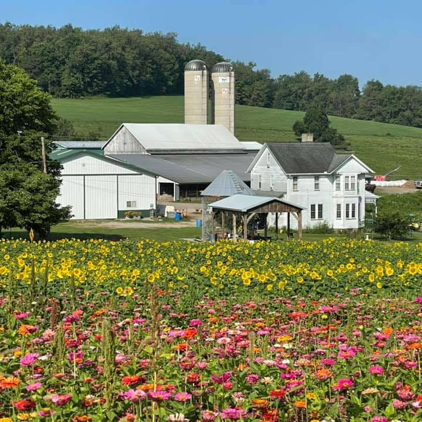 Episode 7.2: Dairy Farm Diversification with Sunflowers and Farmhouse Bed and Breakfast (Ft. Vicki Baker) episode artwork