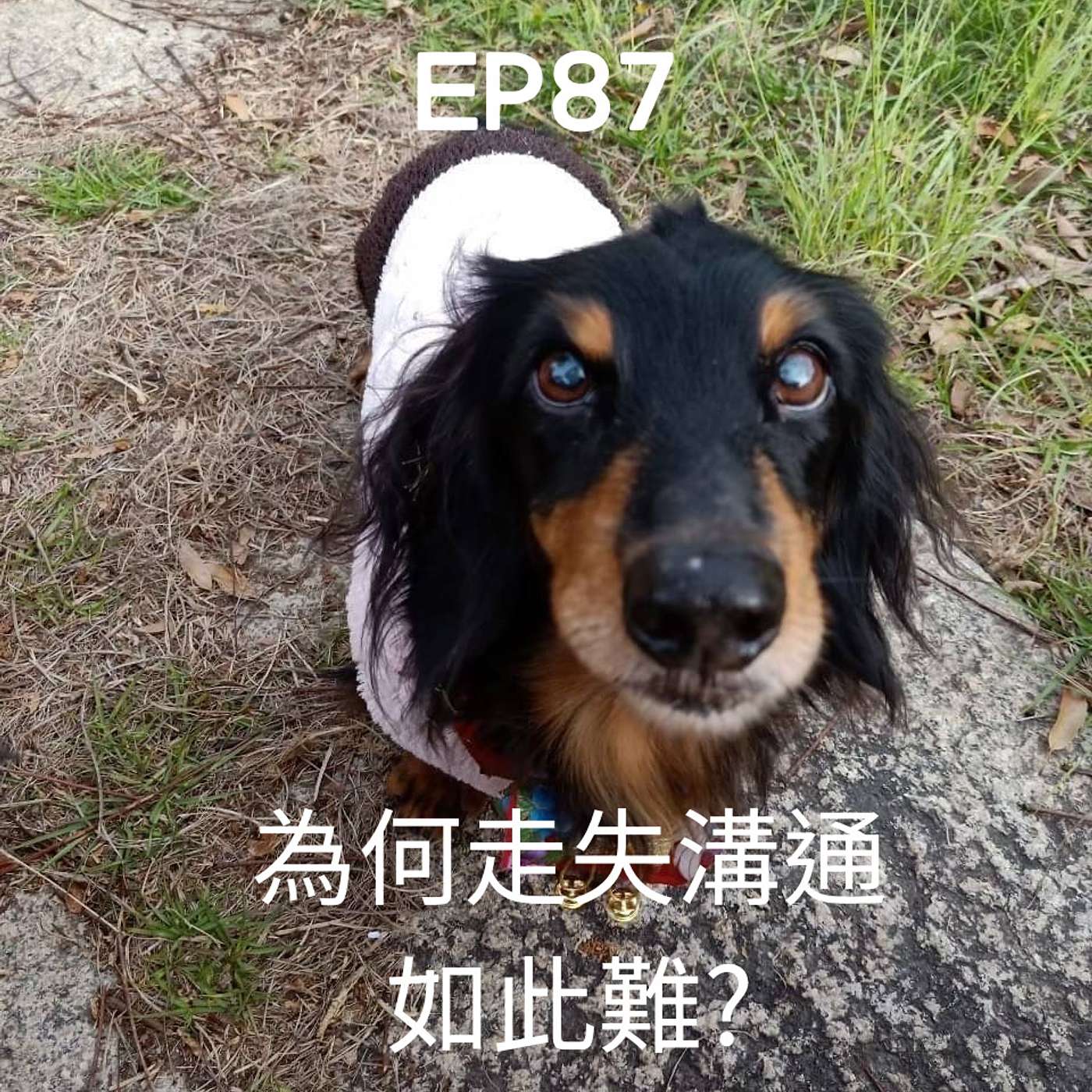 從0到1媒體人斜槓 EP87悼漢漢！從狒狒事件談走失溝通為何如此困難(柚子貍&安妮動物園) episode artwork