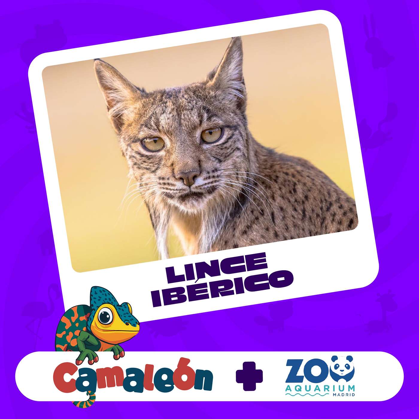 Lince Ibérico: Expertos cazadores de conejos episode artwork