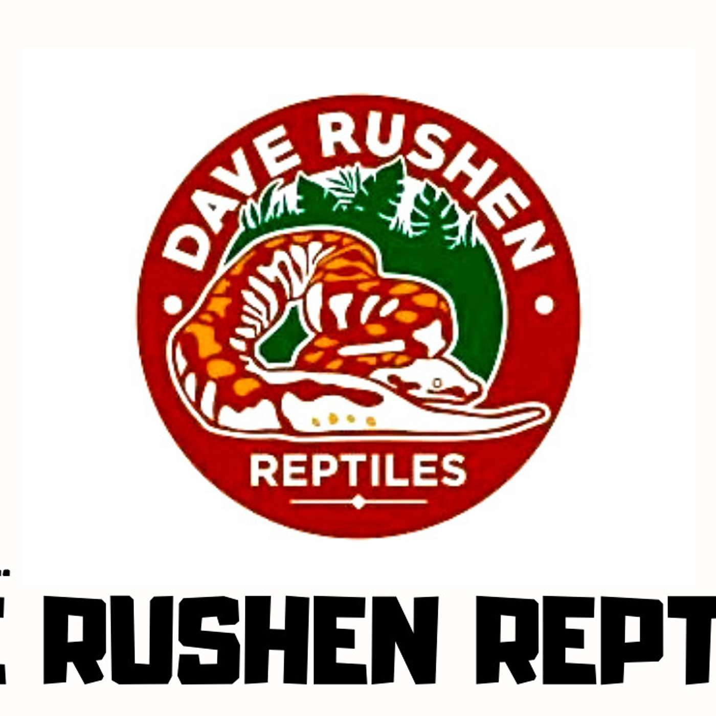 #120 DAVE RUSHEN REPTILES | BALL PYTHONS UK | BLOOD PYTHONS | REPTILE IMPORTER & EXPORTER