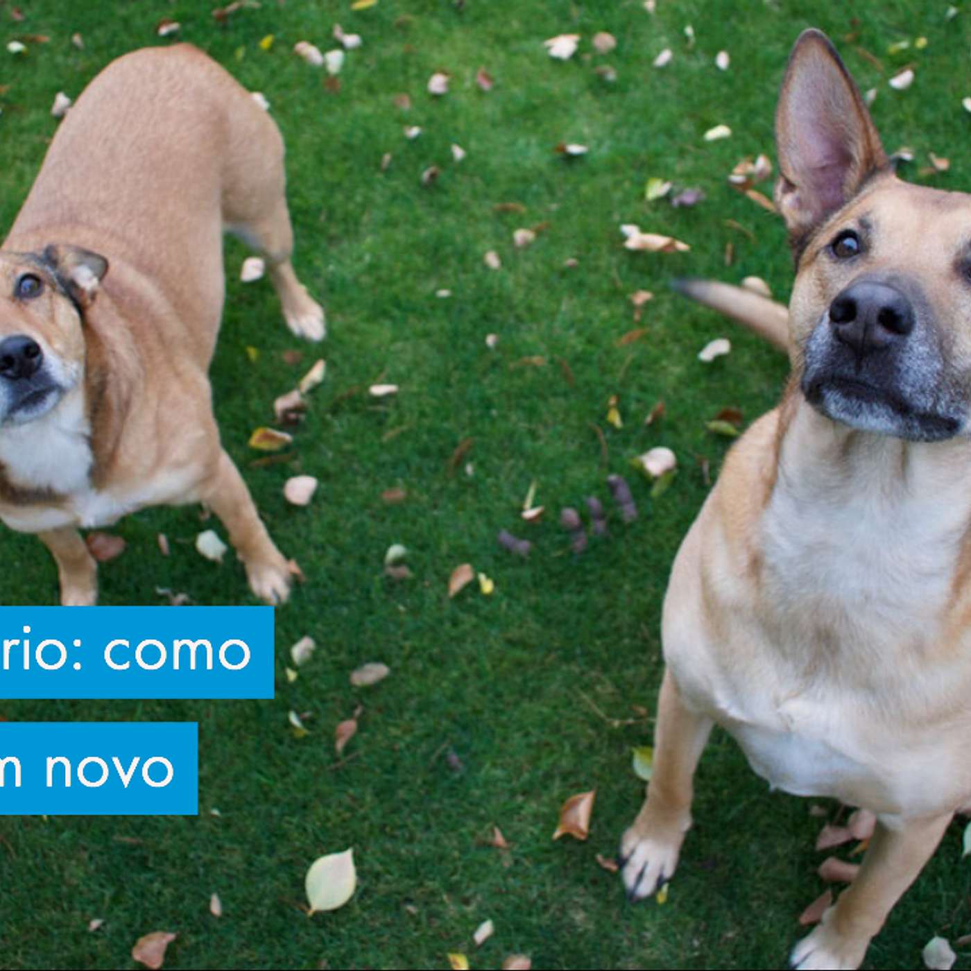 Como introduzir um novo cão em casa, como lar temporário, quando já existe outro cão no contexto?