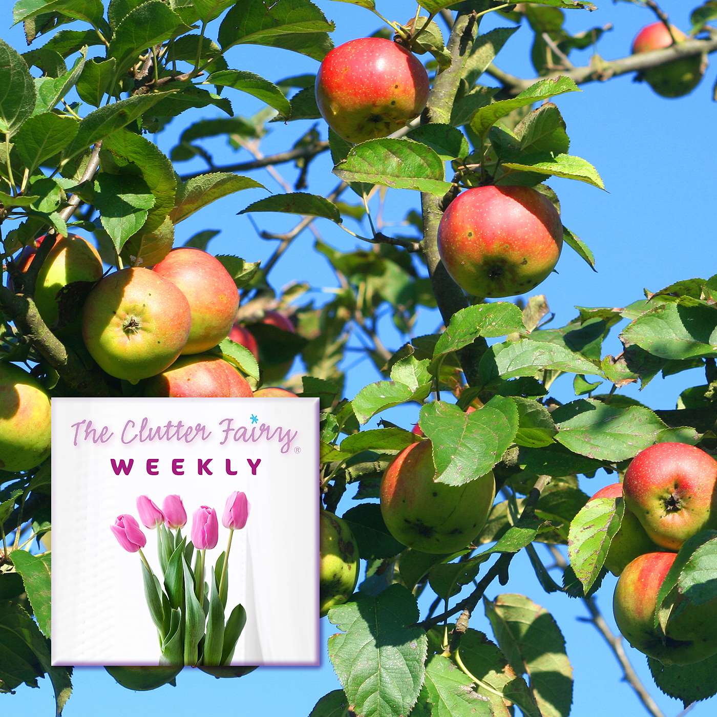 The Clutter Fairy Weekly