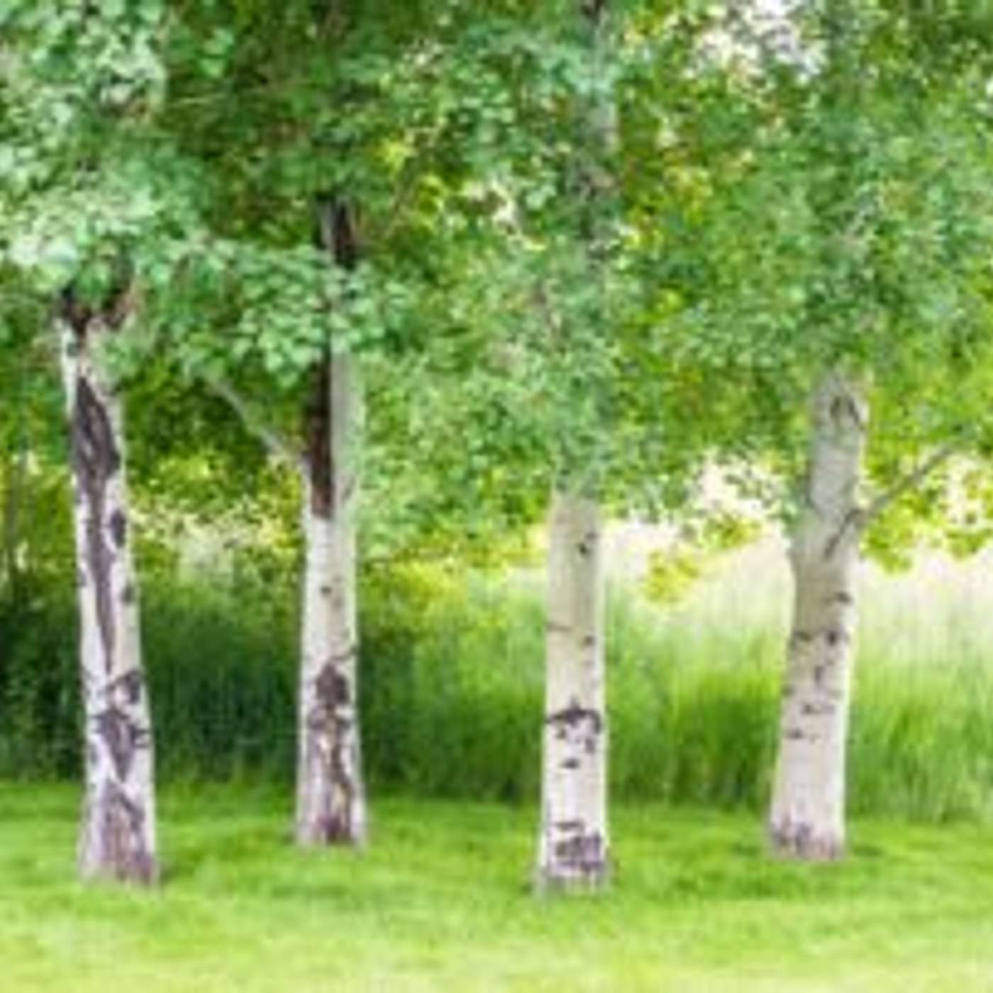 Tree Planting Event in Avondale