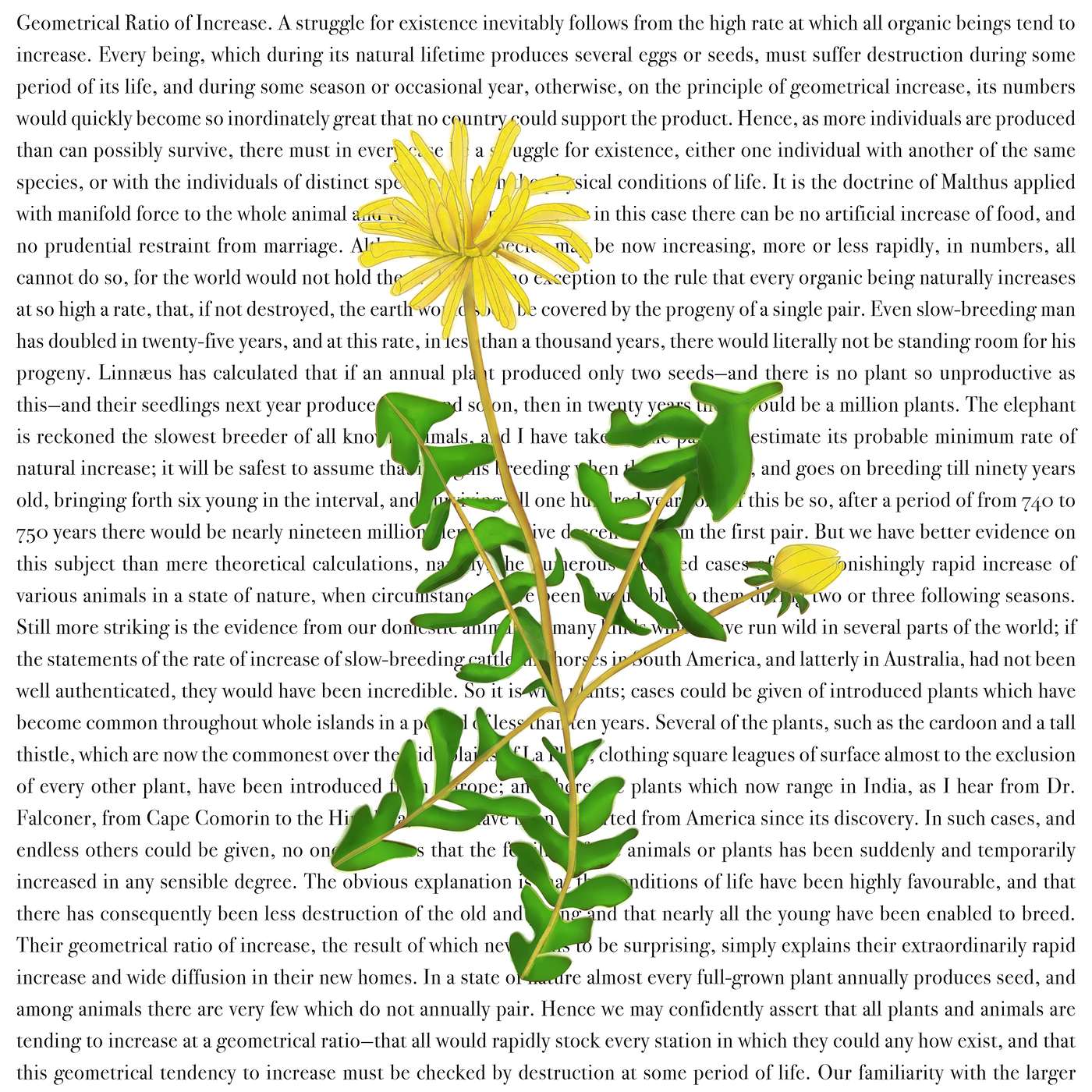 Gratitude Blooming Podcast