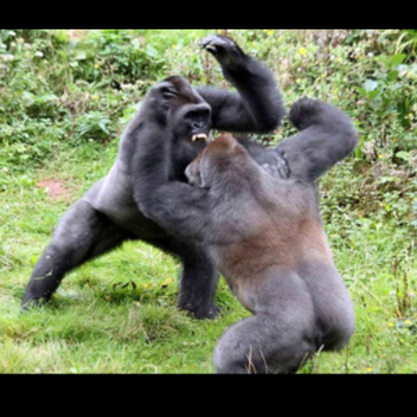 100 Men Vs. 1 Silverback Gorilla: A Military Analysis 100 Men Vs. 1 Silverback Gorilla: A Military Analysis