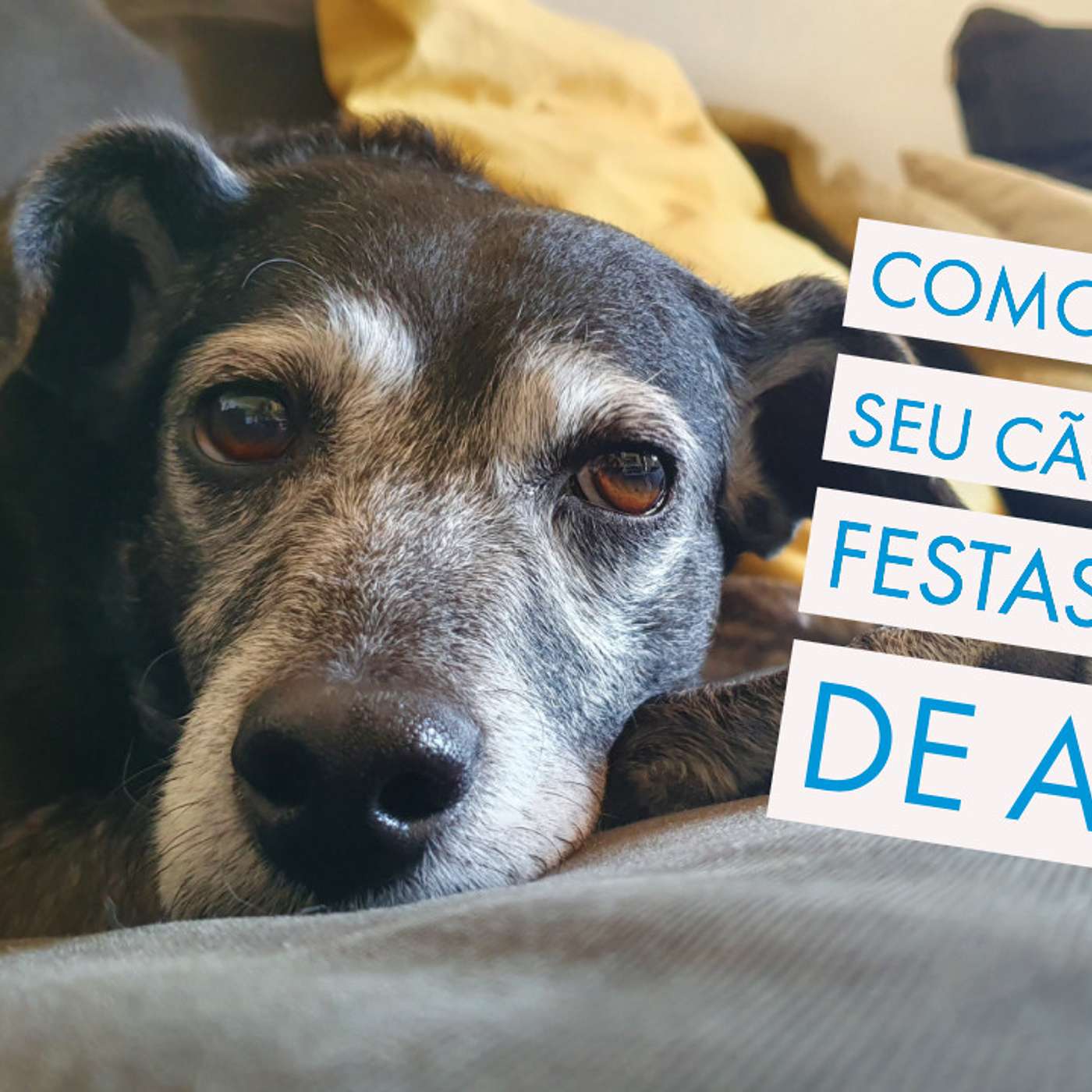 Como preparar seu cão para as festas de fim de ano. episode artwork