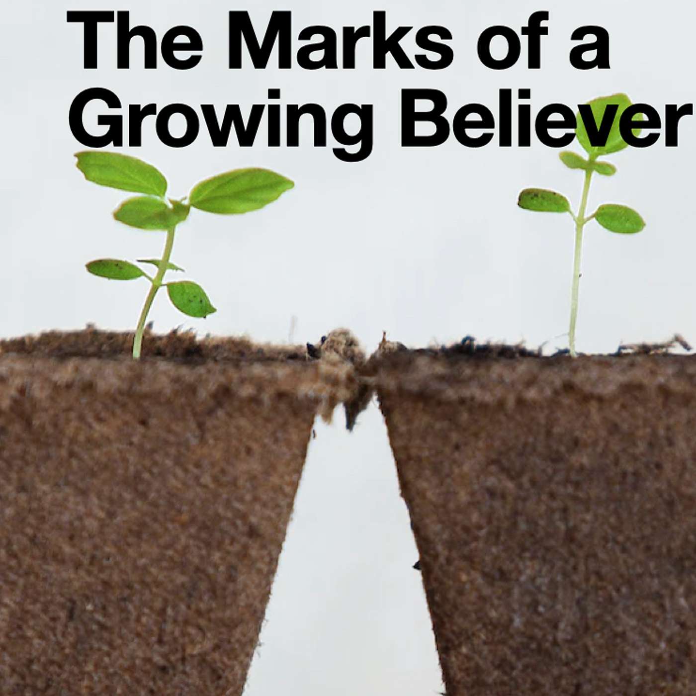 Colossians: The Marks of a Growing Believer