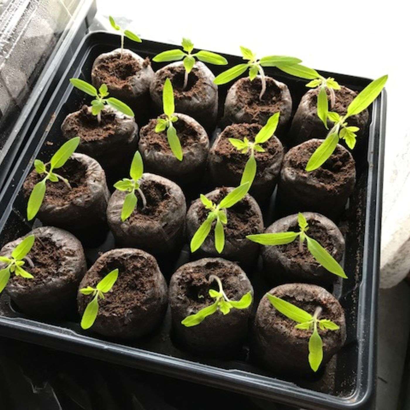 Episode 85: Skill Development - Learning To Start Garden Plants Inside