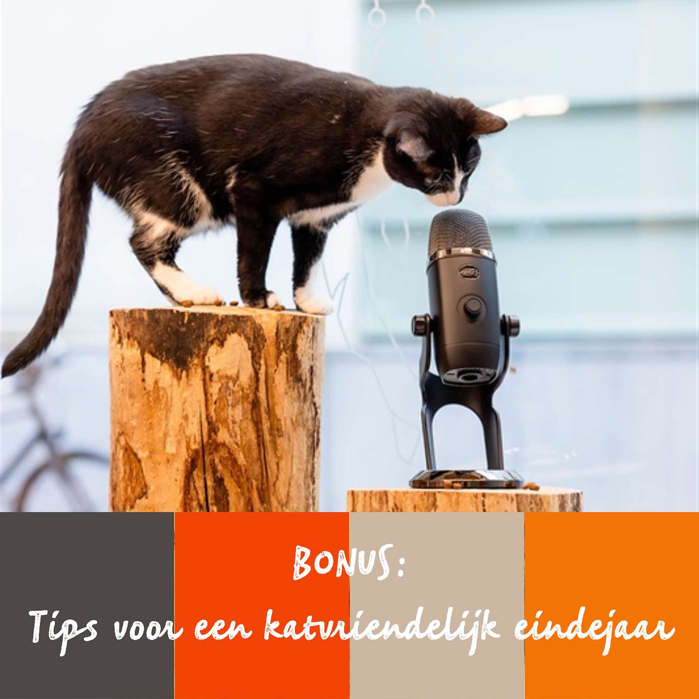 BONUS: Tips voor een katvriendelijk eindejaar