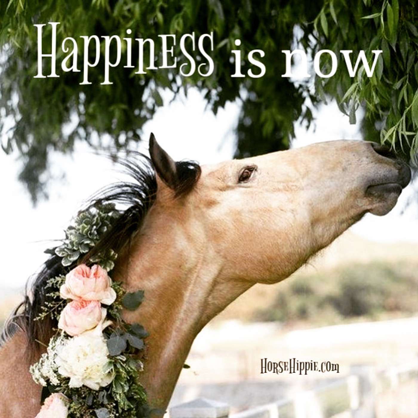 Happiness is Now episode artwork
