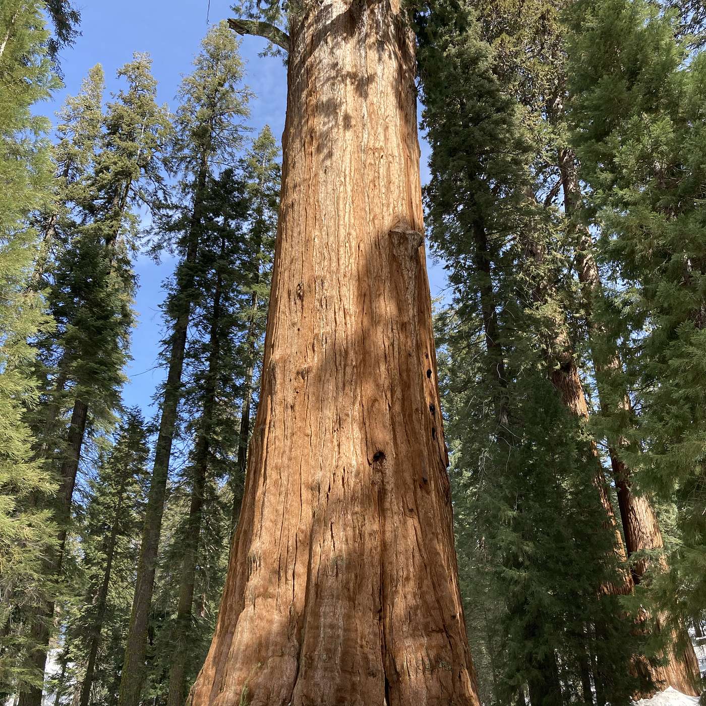 The General Sherman Tree: First Encounters