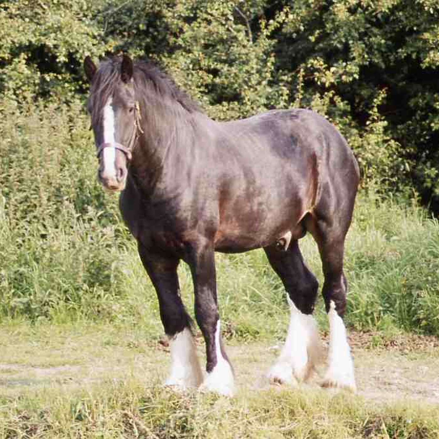 Keith Sanders the Storyman  Podcast