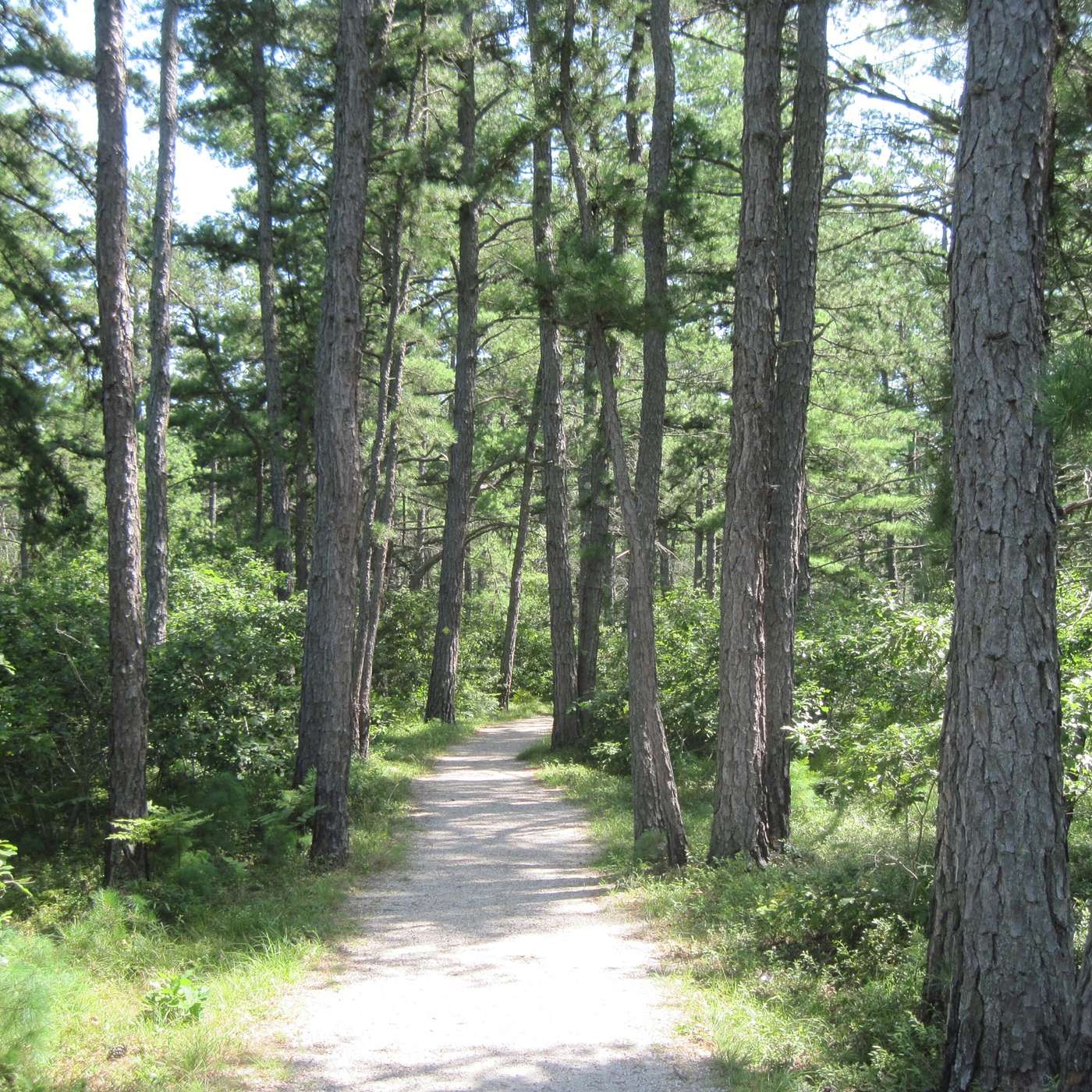 WALKING THE PATH