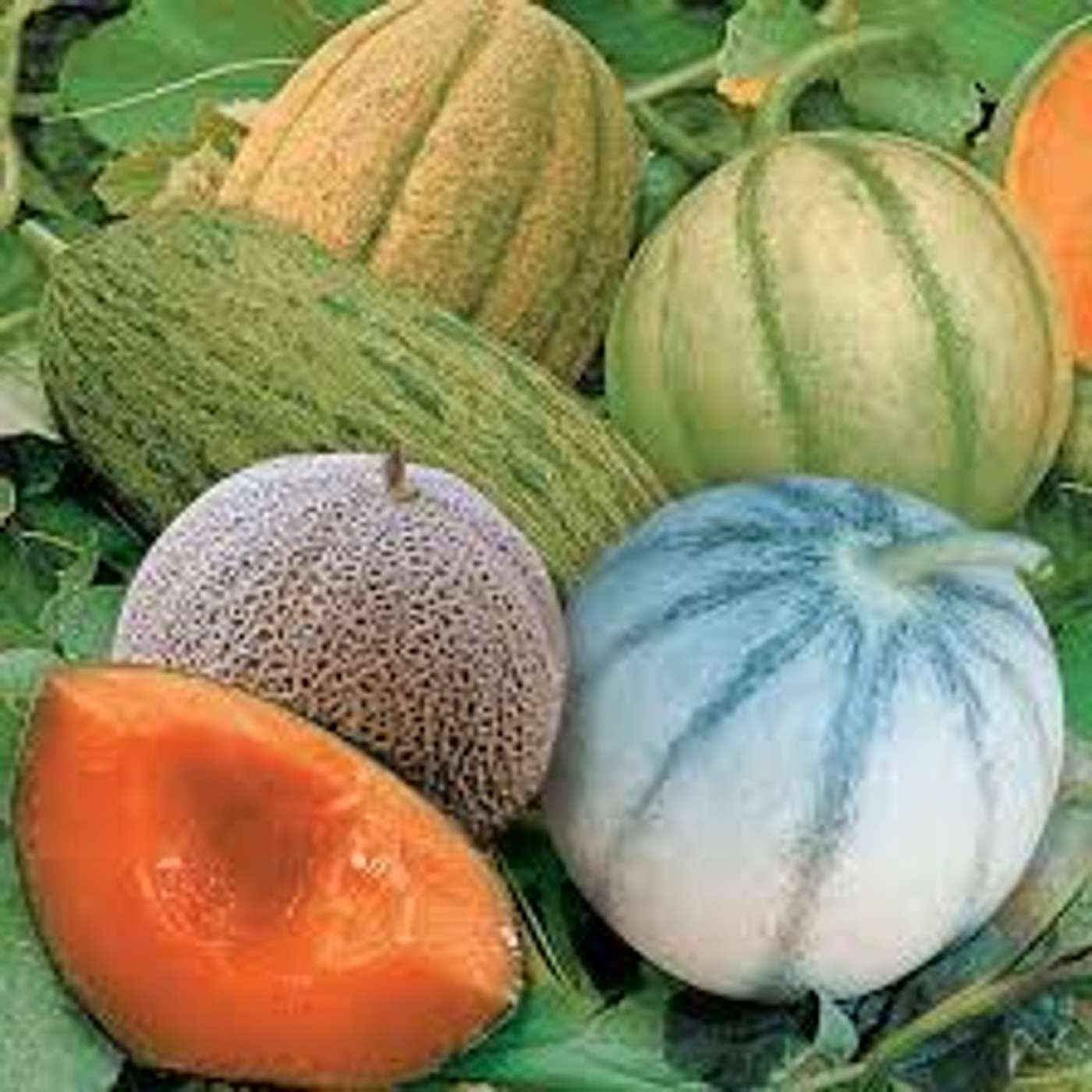 Il melone A cura  di   Marisa Fontana episode artwork