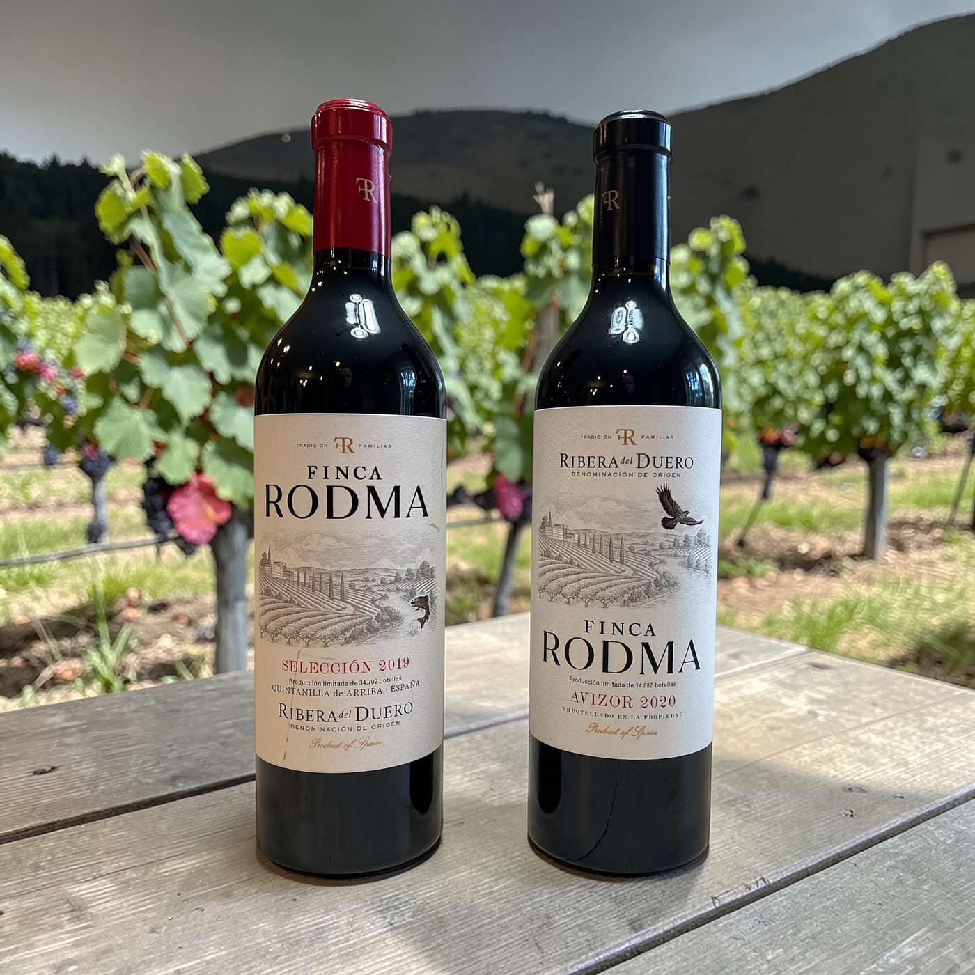 Italian wine, go fish