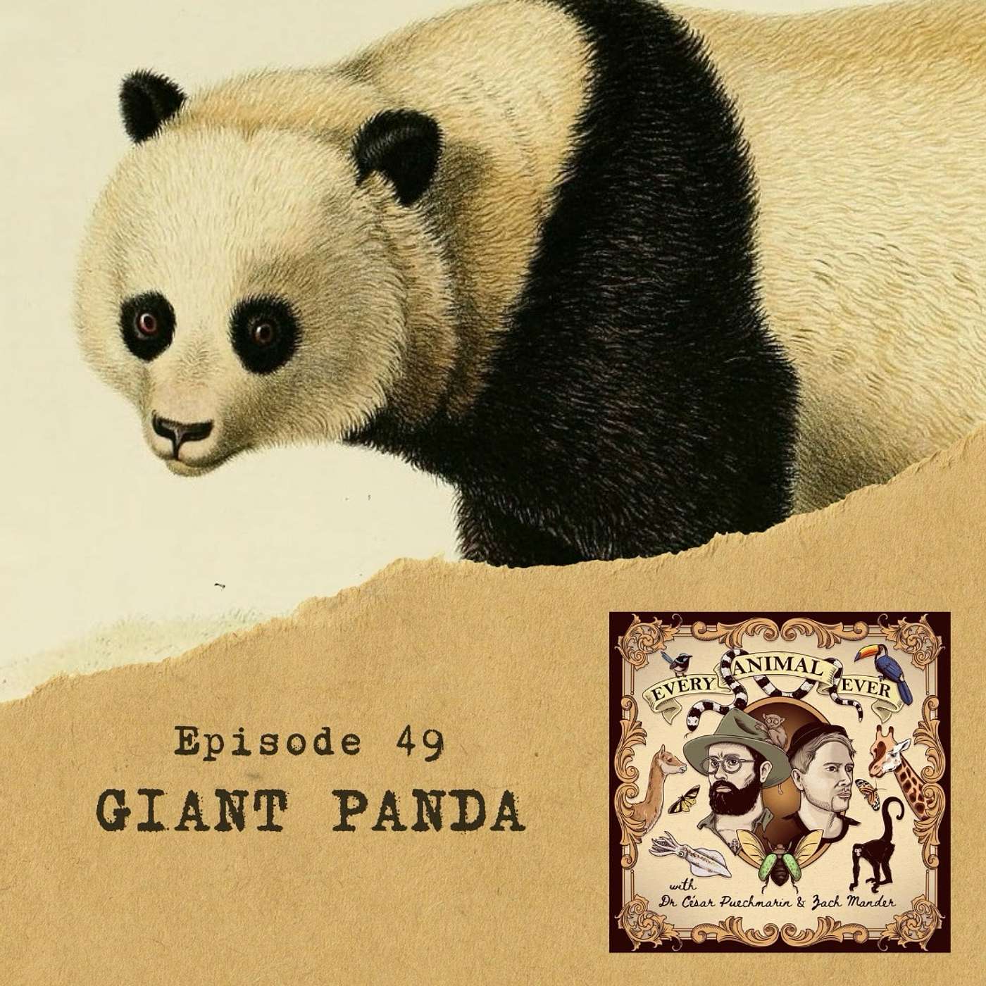 49 - Giant Panda 49 - Giant Panda
