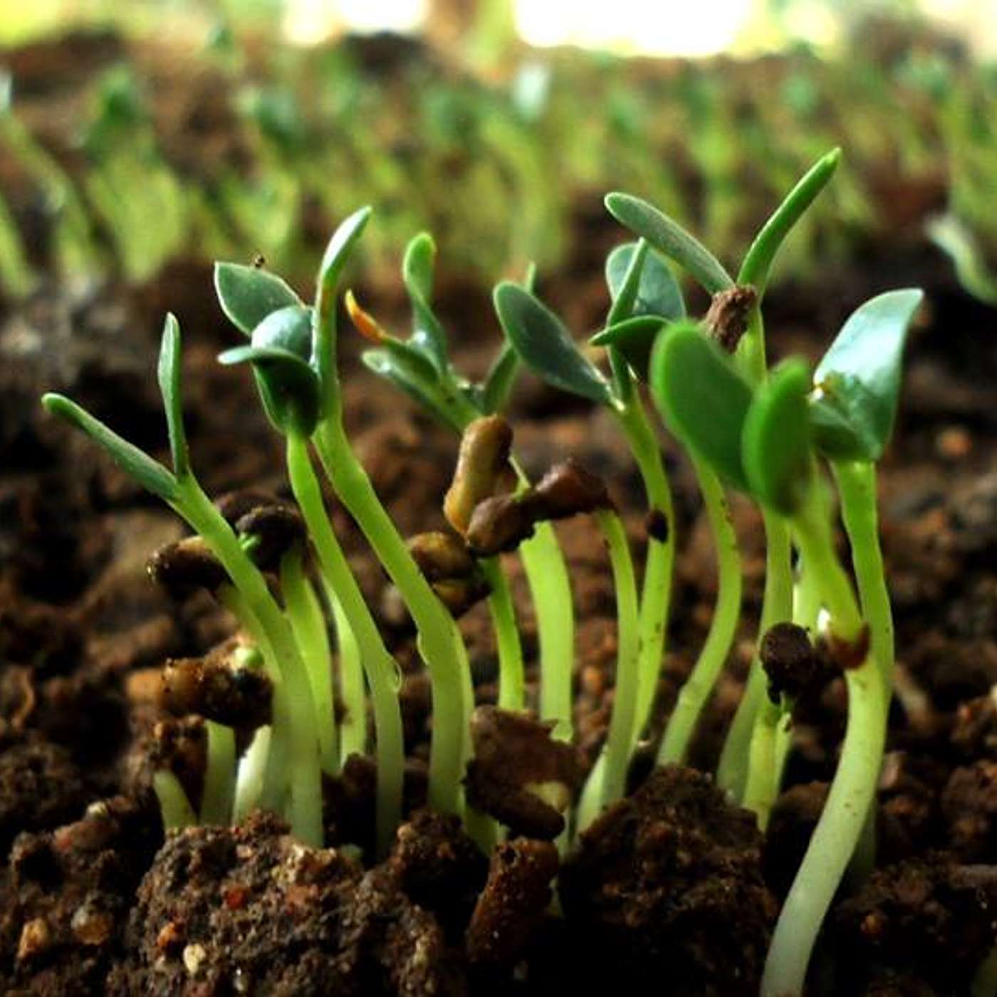 Farm to Fatal: Food for Thought