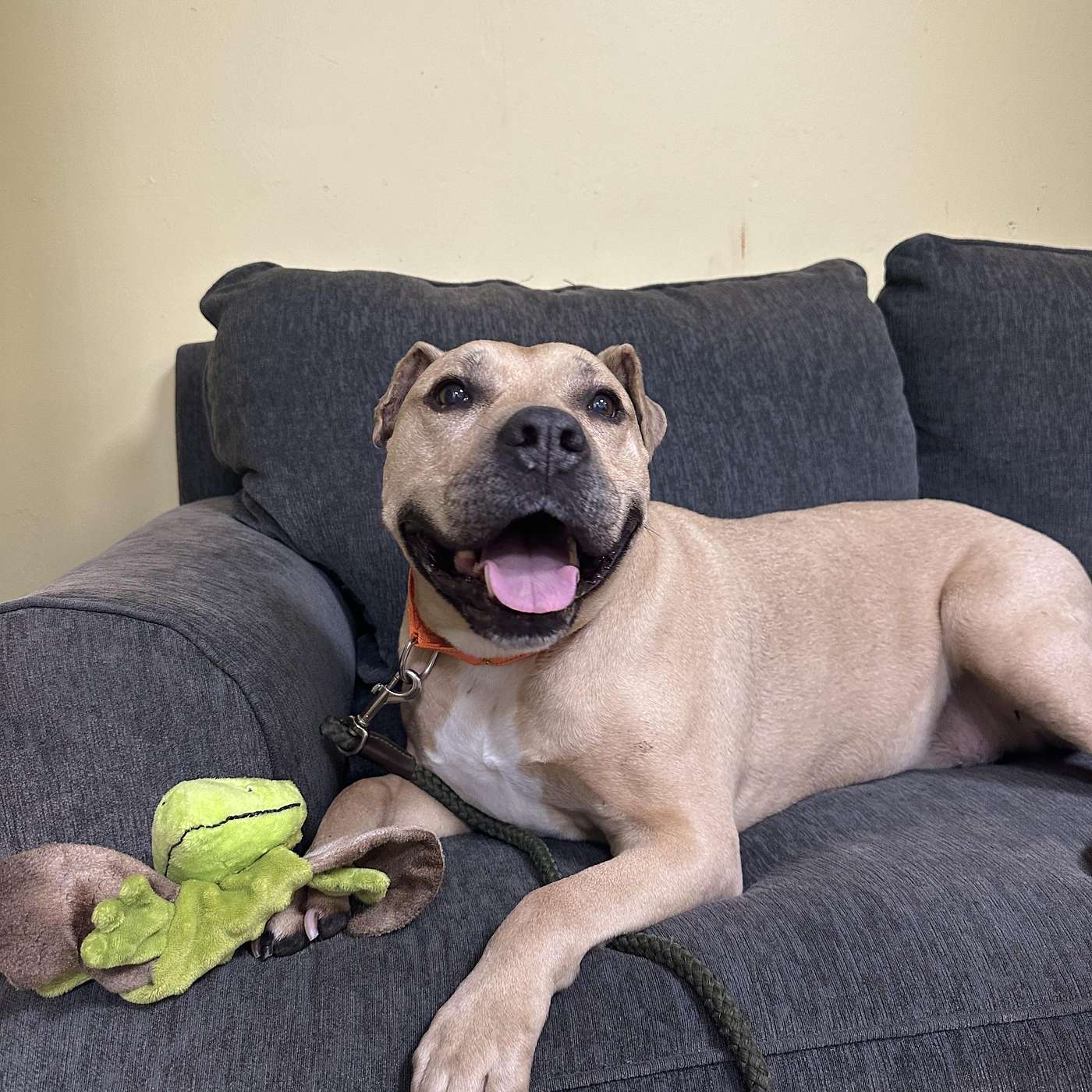 Let's meet Jake! He's up for adoption at the SPCA of Catt. County.