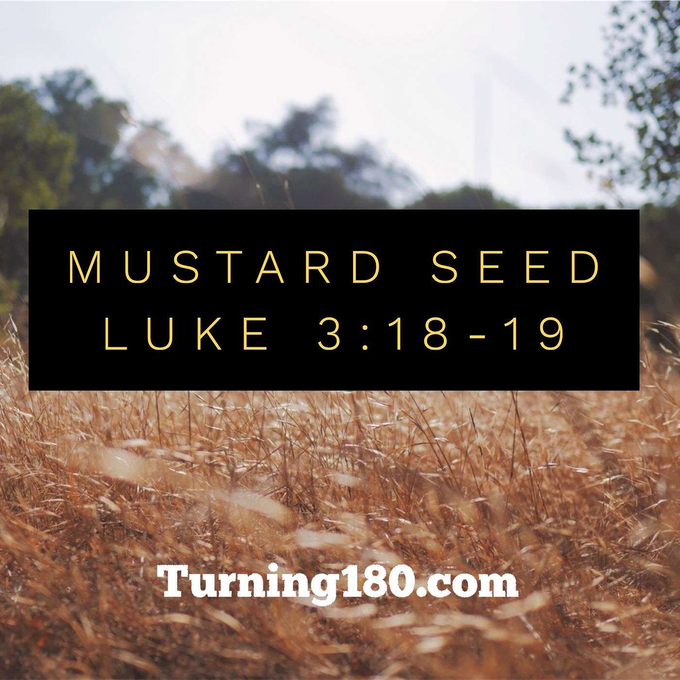 Mustard Seed