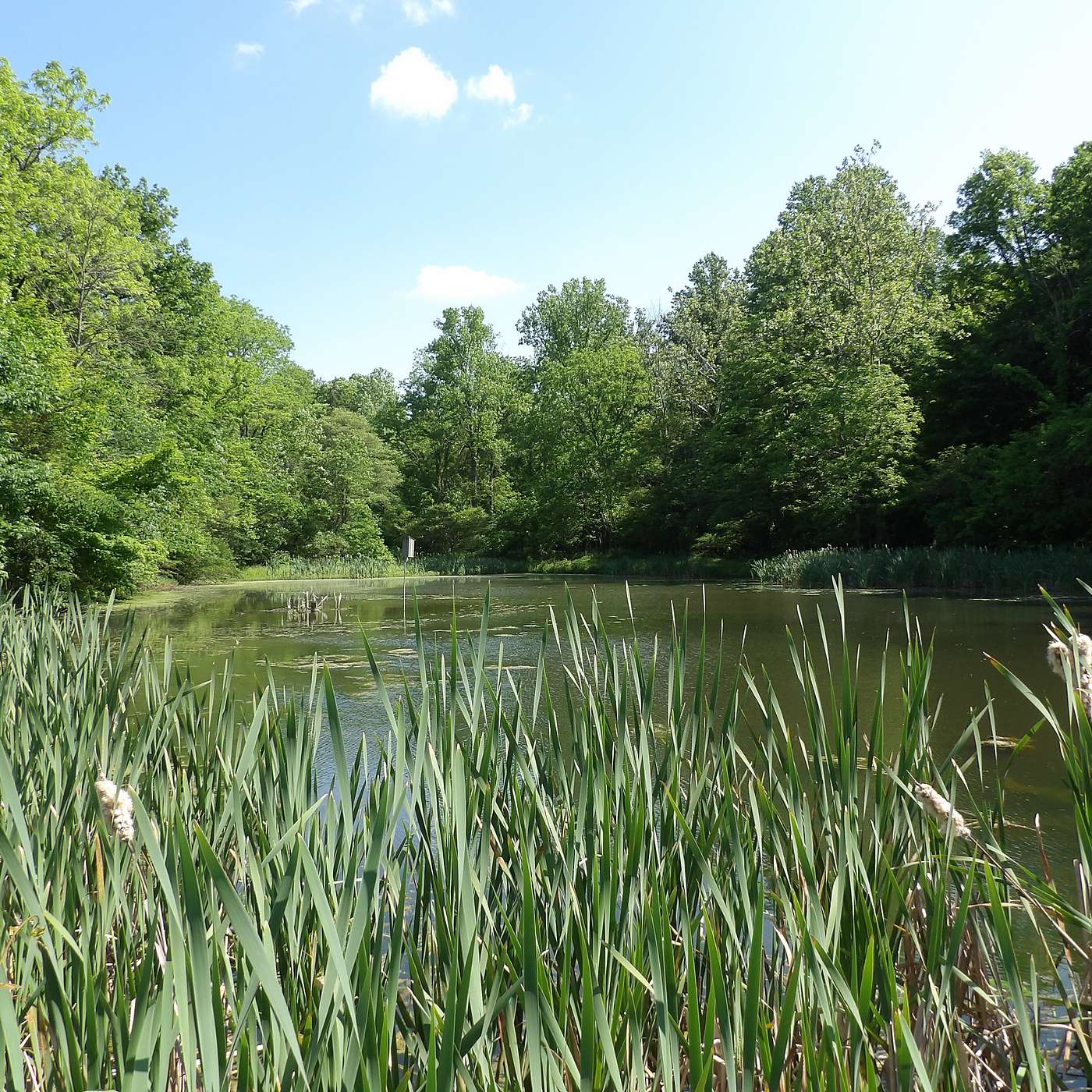 The Mary Alice Gray Bird Sanctuary