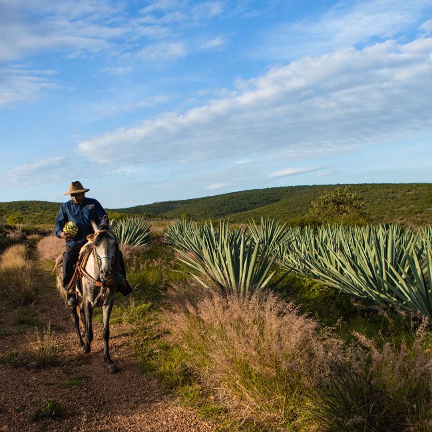 Episode 179: Amaras Co-founder–Santiago Suarez–gives us a Master Class on Mezcal and how to change the world one agave plant at a time.