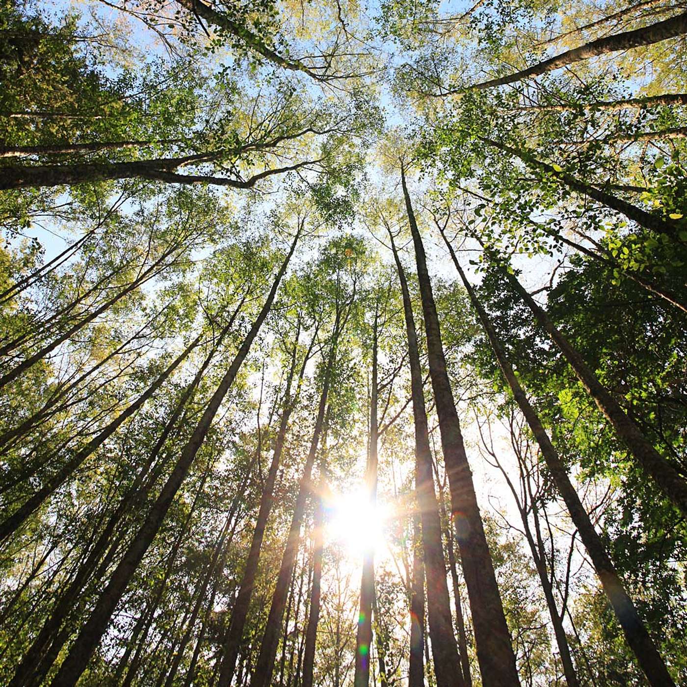 Experience the Magic of Earth Sanctuary with Chuck Pettis