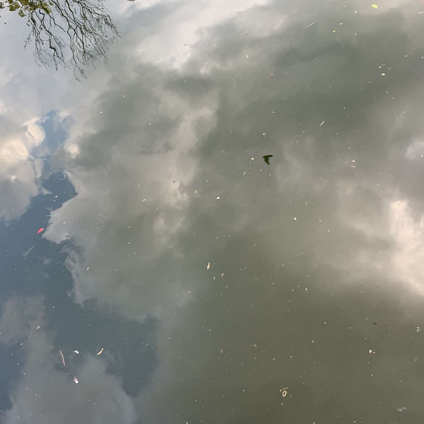 Park Creatures