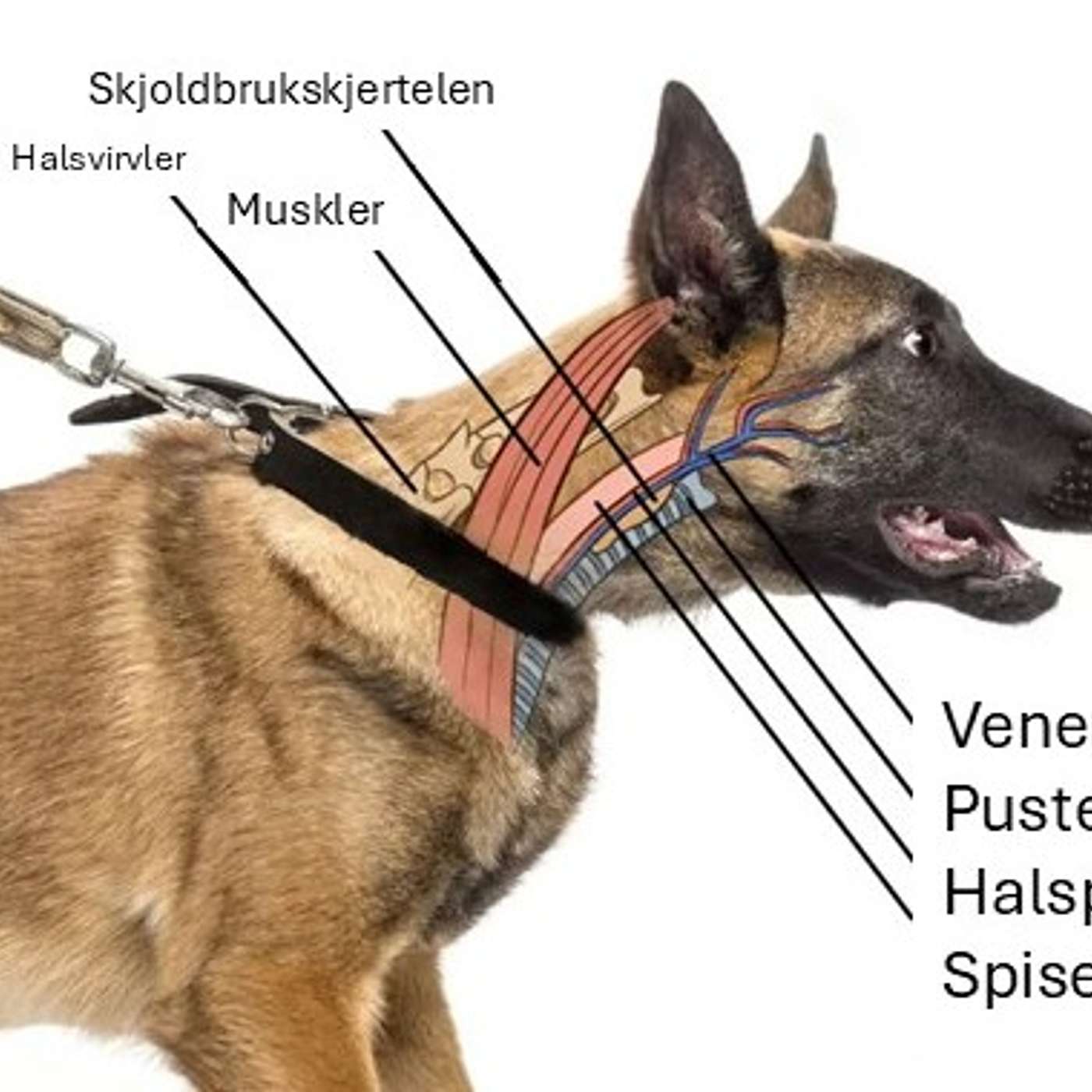 44 - Er det greit å korrigere hunden med rykk i halsbåndet?