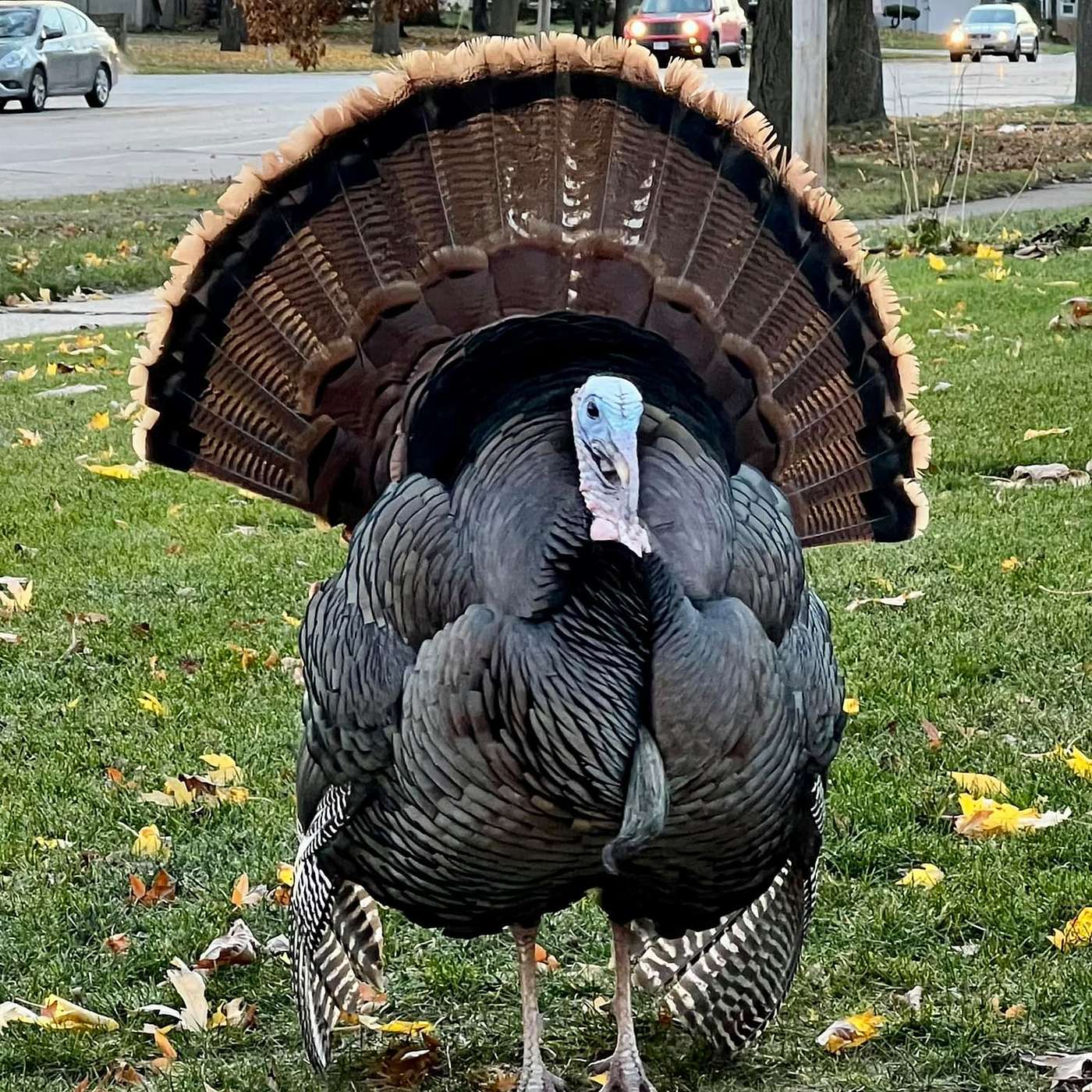 w/Carl the Turkey