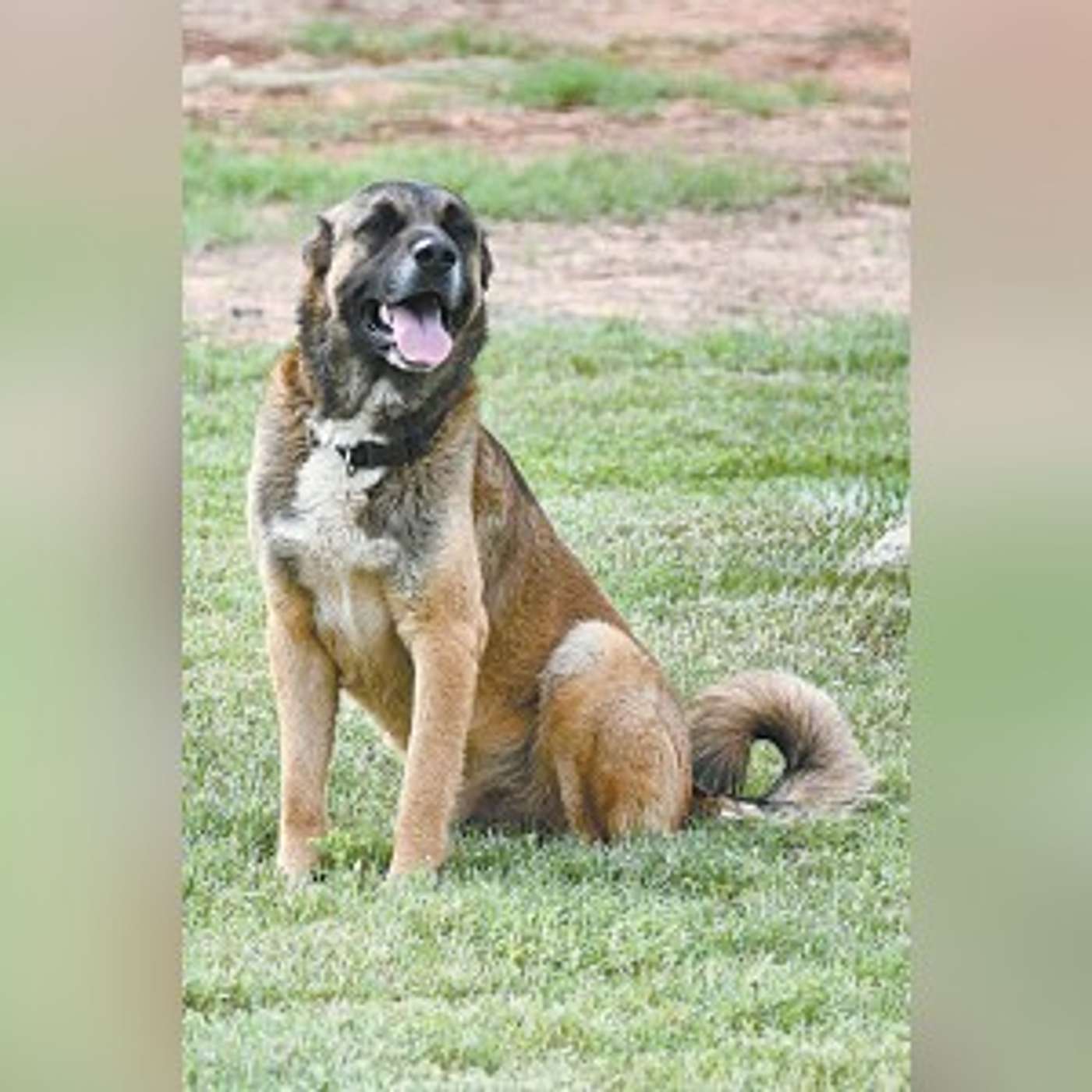 Meet Balto -- he's ready for adoption