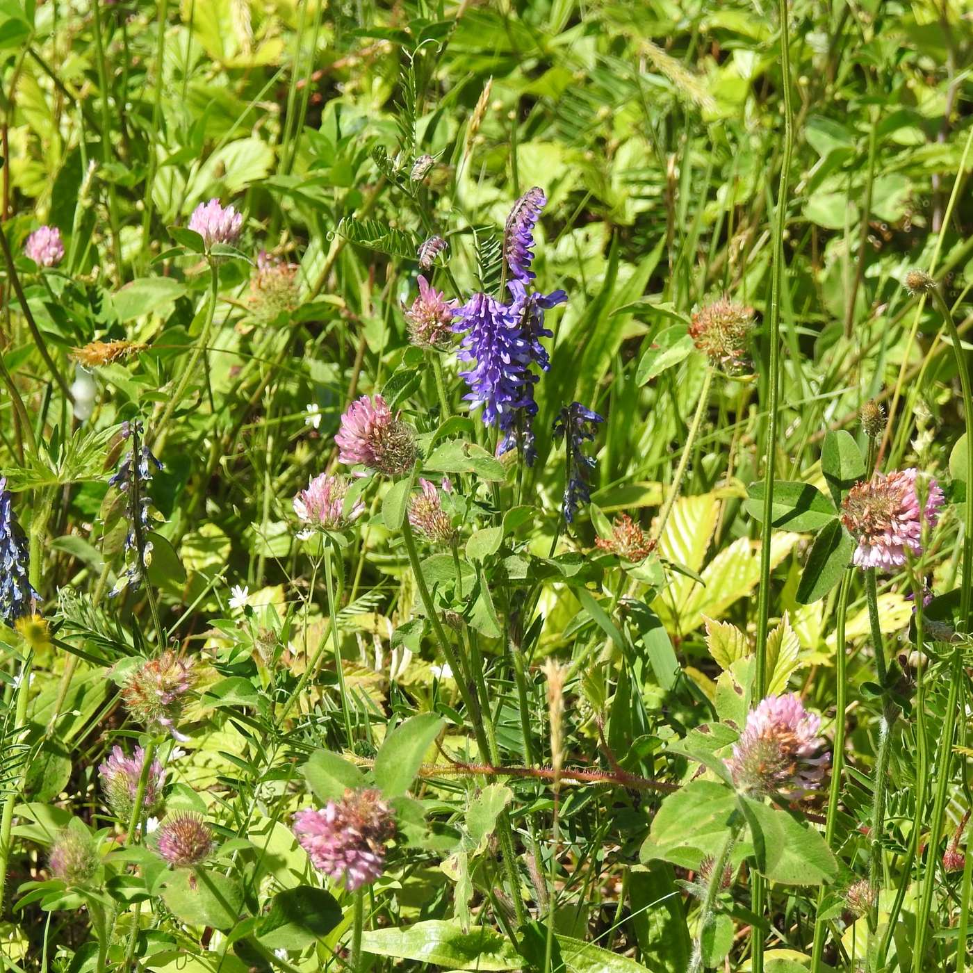 CROWN VETCH AND CLOVER