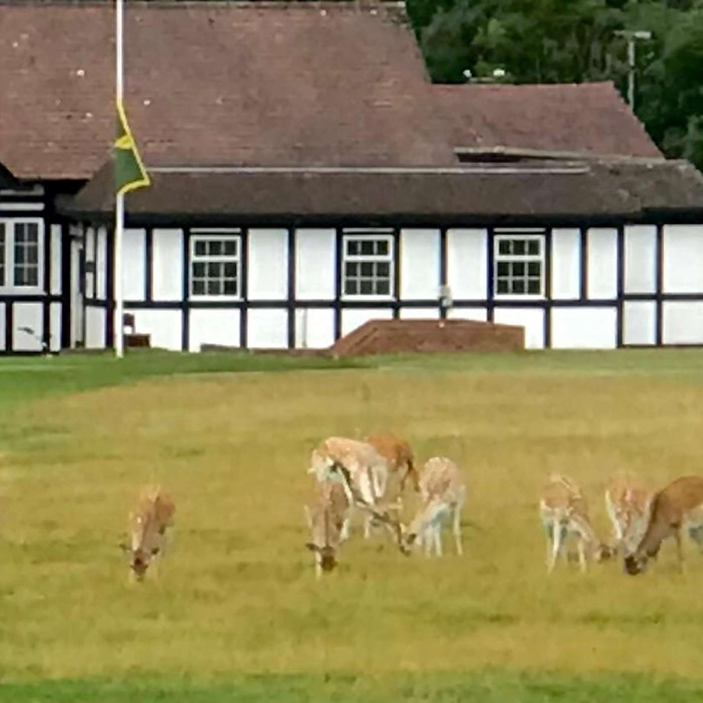 Knole Park, Kent, England