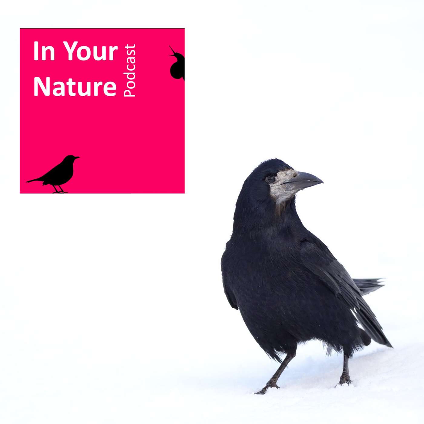 In Your Nature Ep 14 - Crows