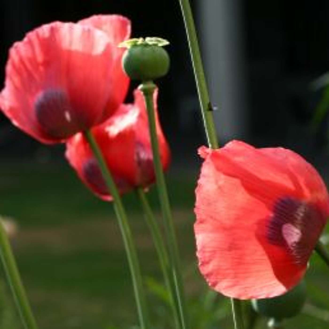 Papaveraceae (poppies) part 1: The opium poppy and its products episode artwork