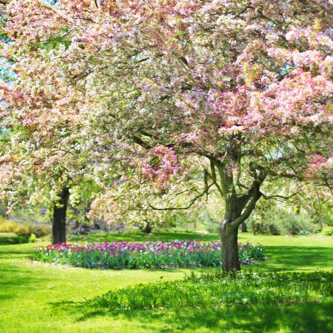 Hearing God in a Spring Season of Growth and Busyness
