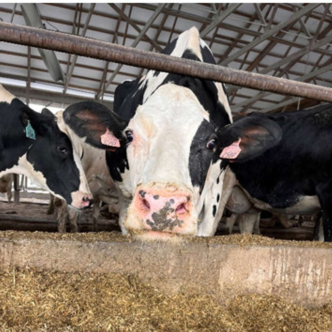 Episode 12.1: Hear from Farmers and Professionals on Manure Gas Safety episode artwork