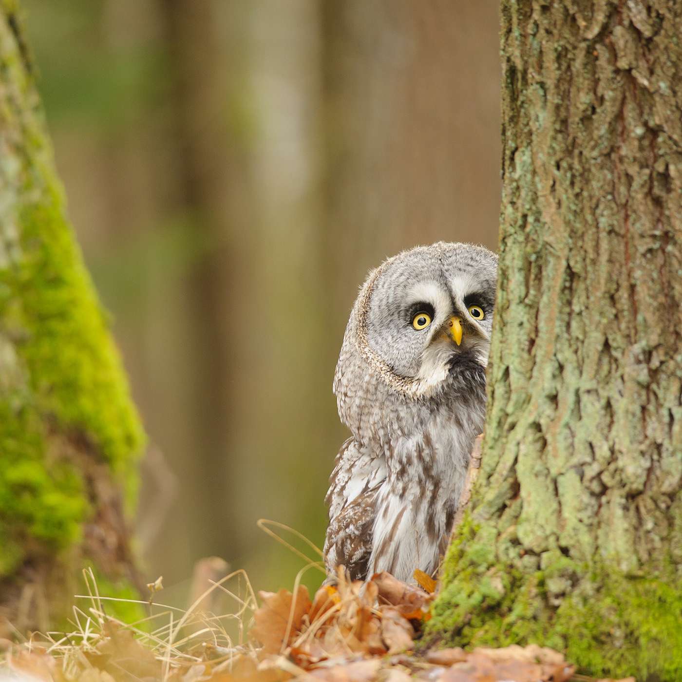 What Animal Reiki can Teach Us What Animal Reiki can Teach Us