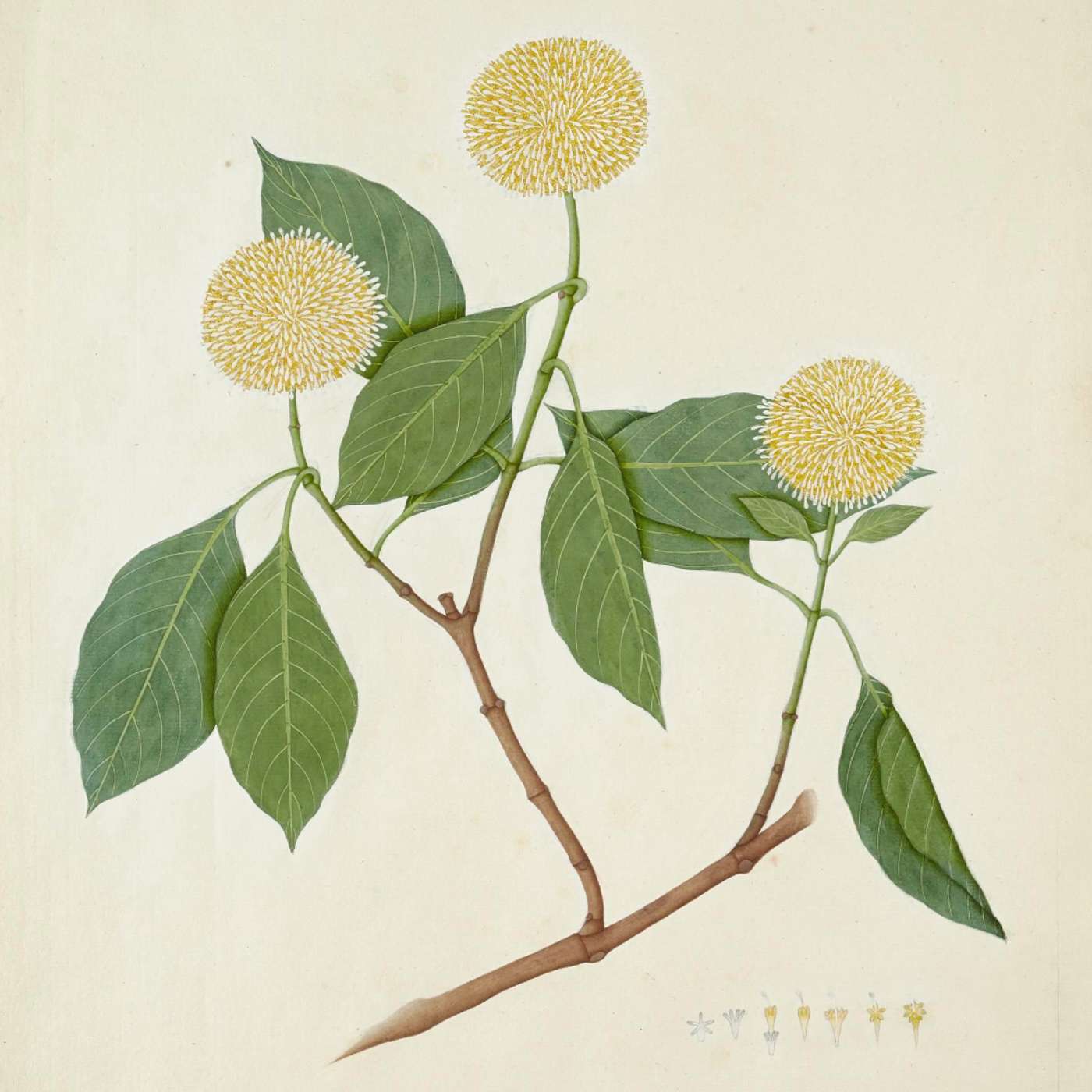 Kadamba Vriksha