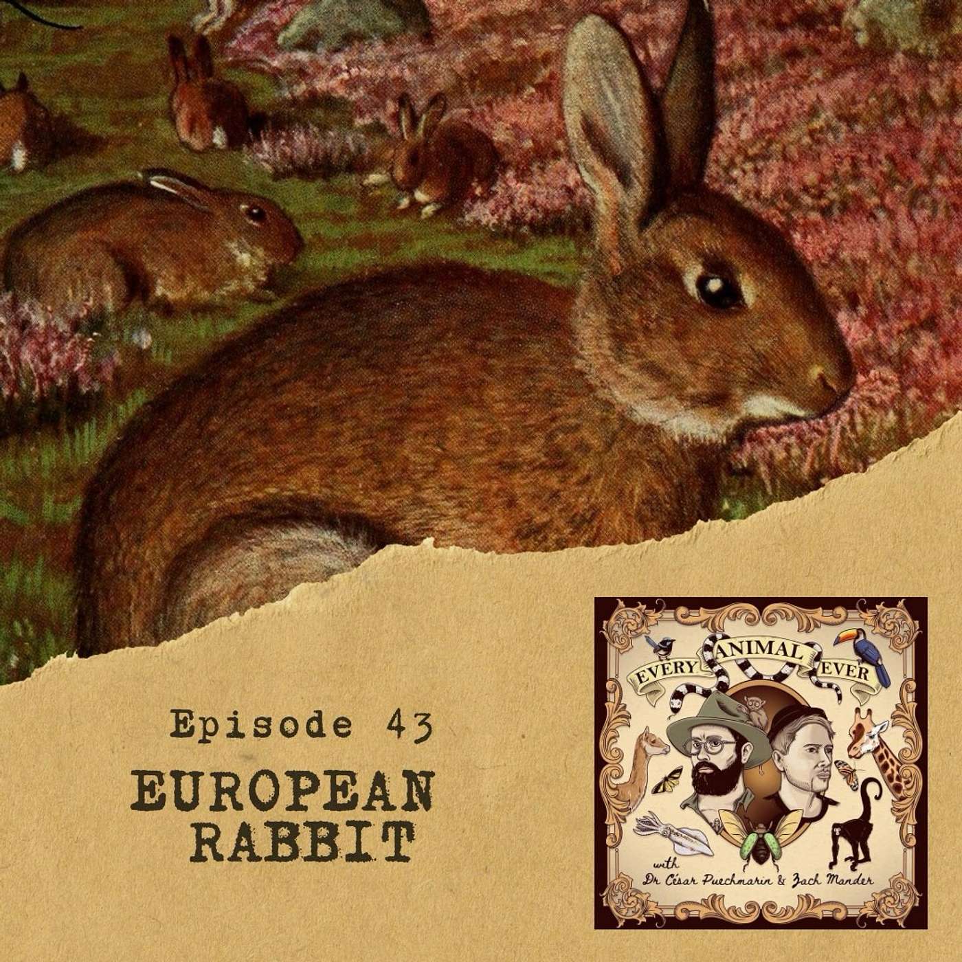 43 - European Rabbit