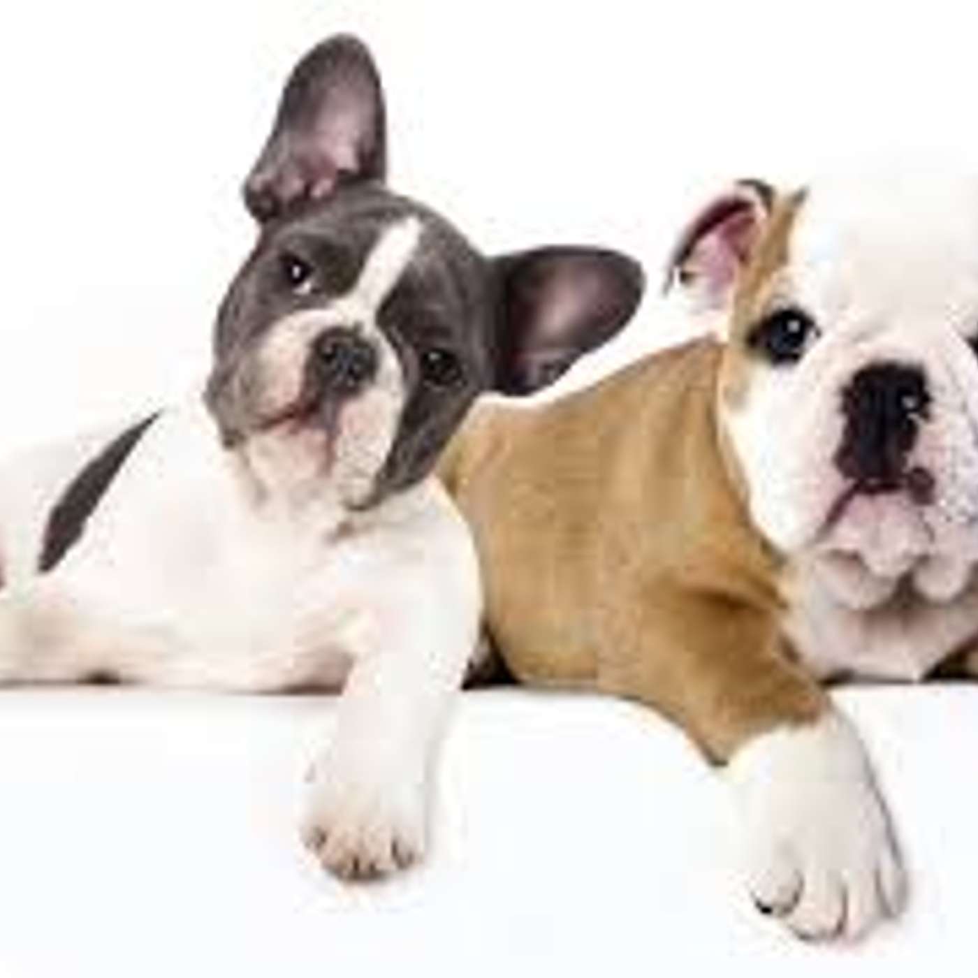 Quale preferite: Bulldog inglese o francese? di Lucia Orlandi Quale preferite: Bulldog inglese o francese? di Lucia Orlandi