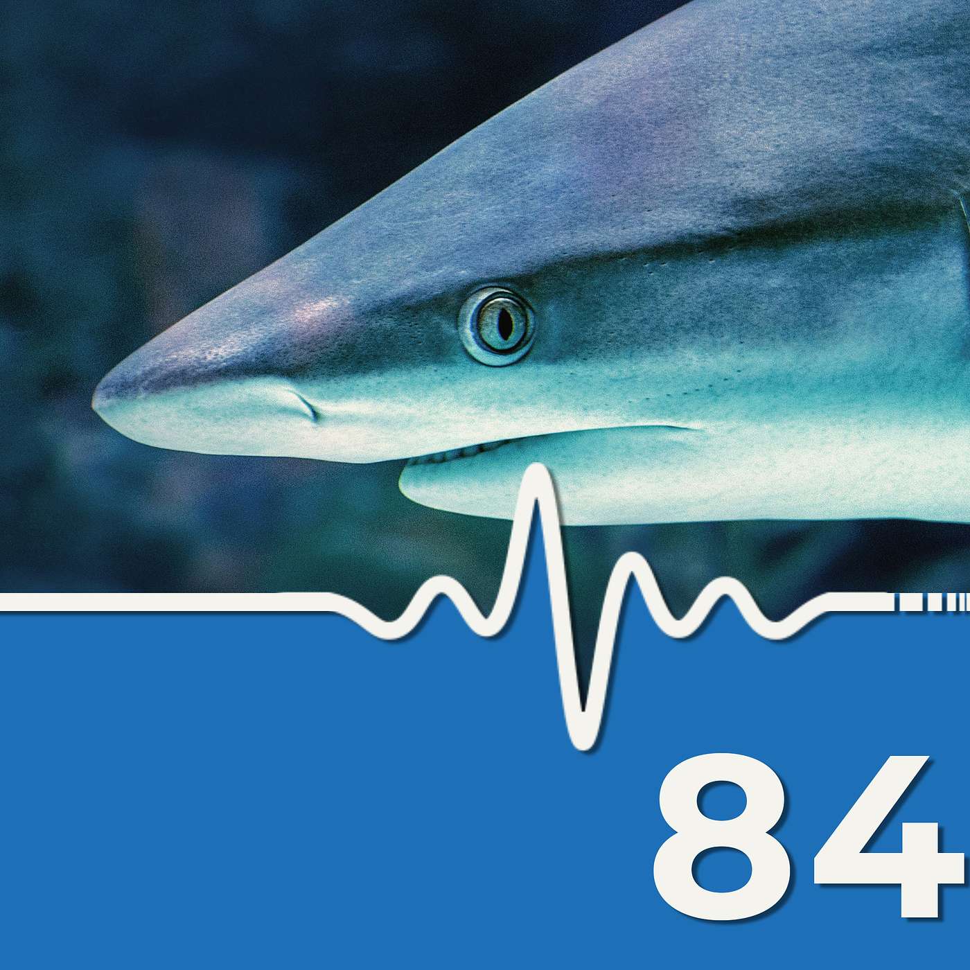 Cocaine Shark Found in Brazil #scuba #news #podcast