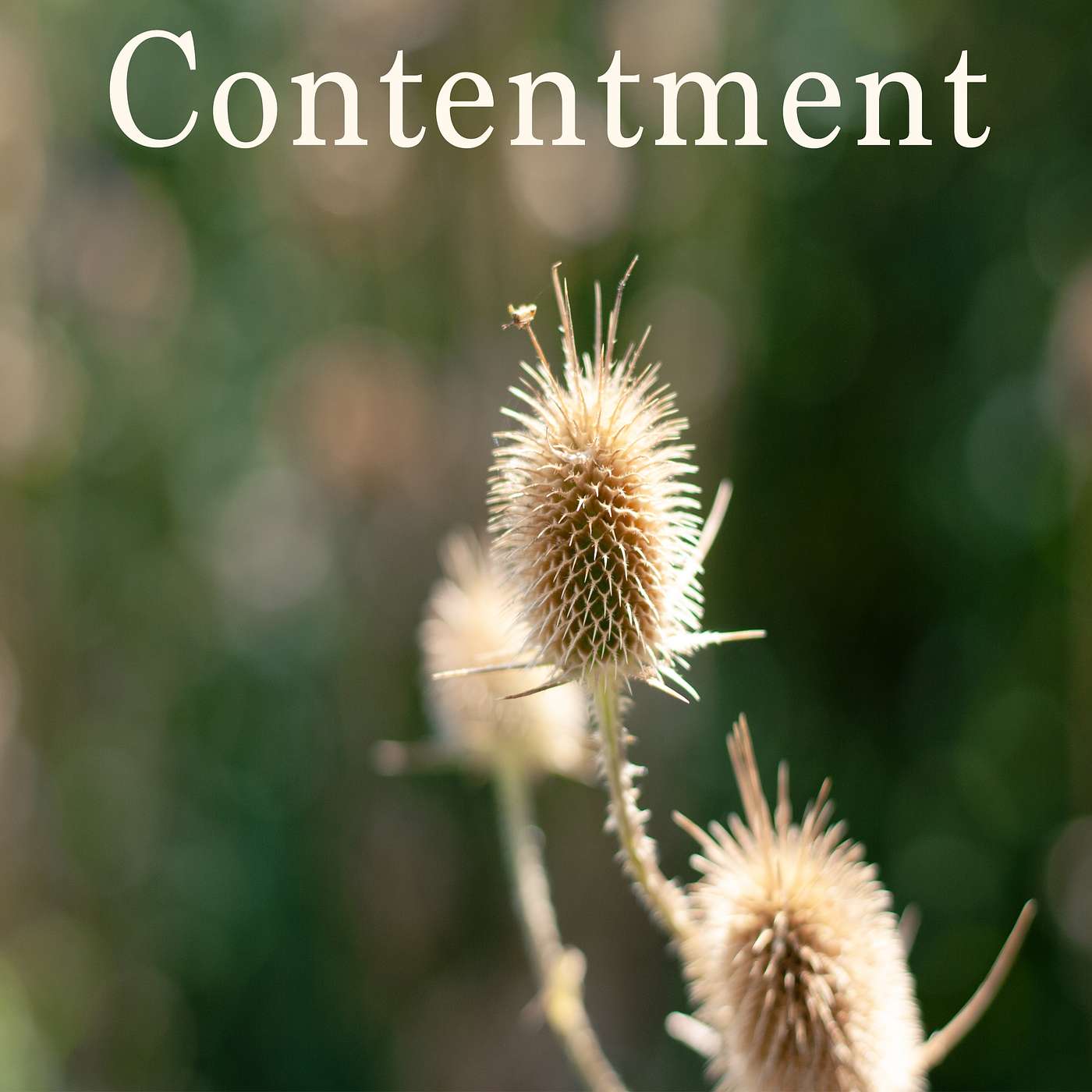Embracing Contentment episode artwork