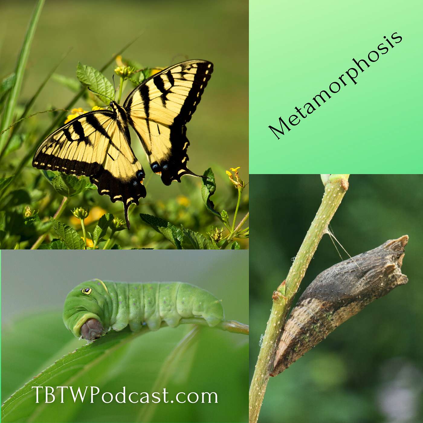 001 - Welcome to Transformed by the Word Podcast!