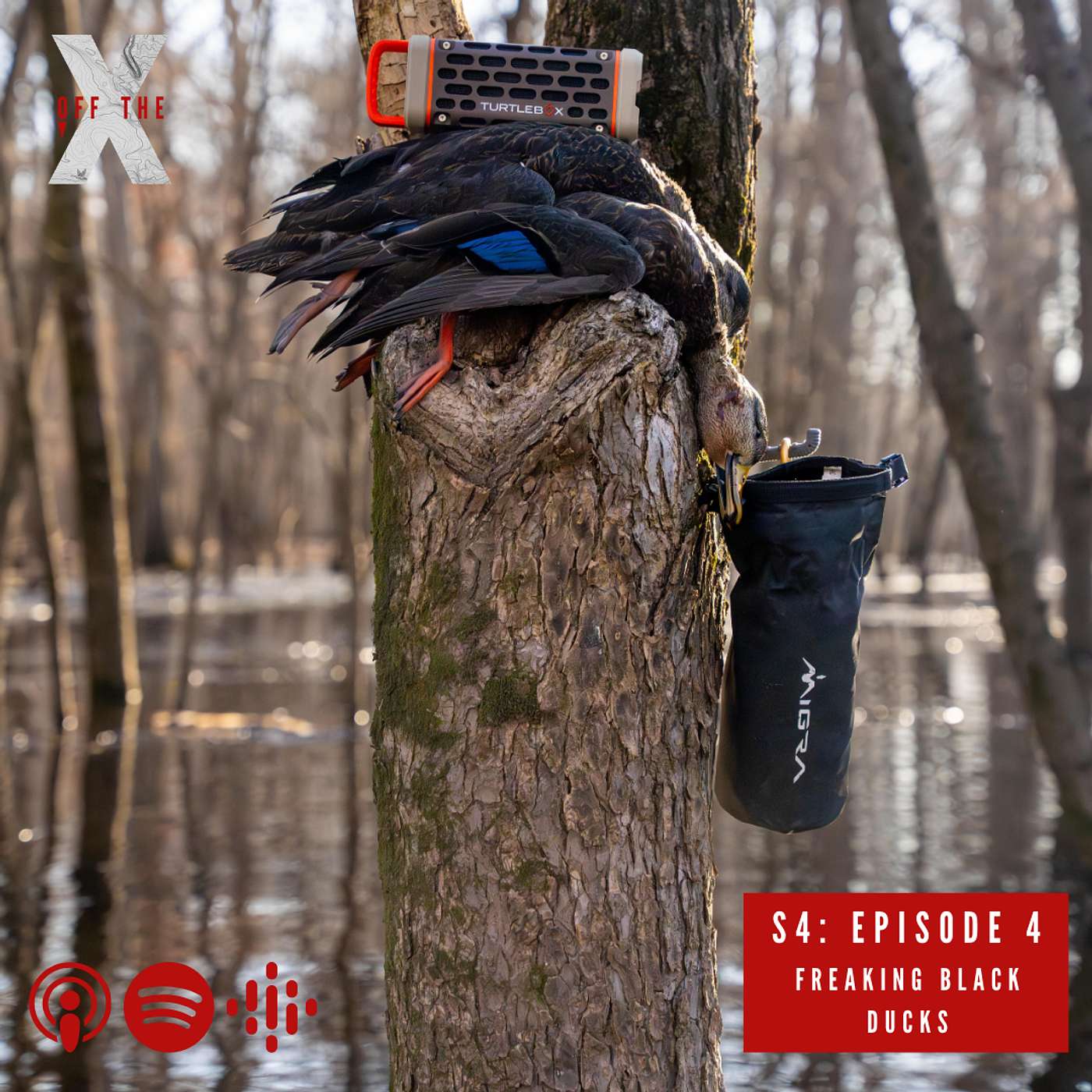 Freaking Black Ducks!