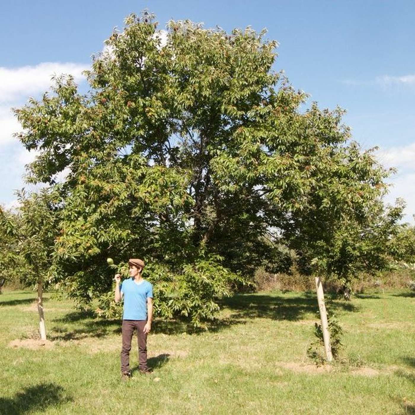 31 Jeremy Harry Ethan, planting millions of productive trees with farmers on their farms