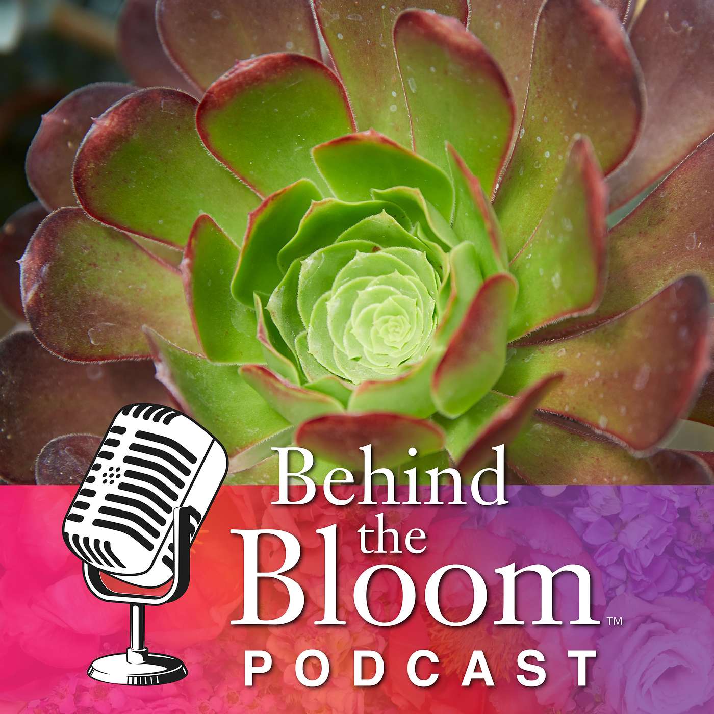Episode 10 - Companion 105 - Succulents - The “Not Quite” Flowers Episode 10 - Companion 105 - Succulents - The “Not Quite” Flowers