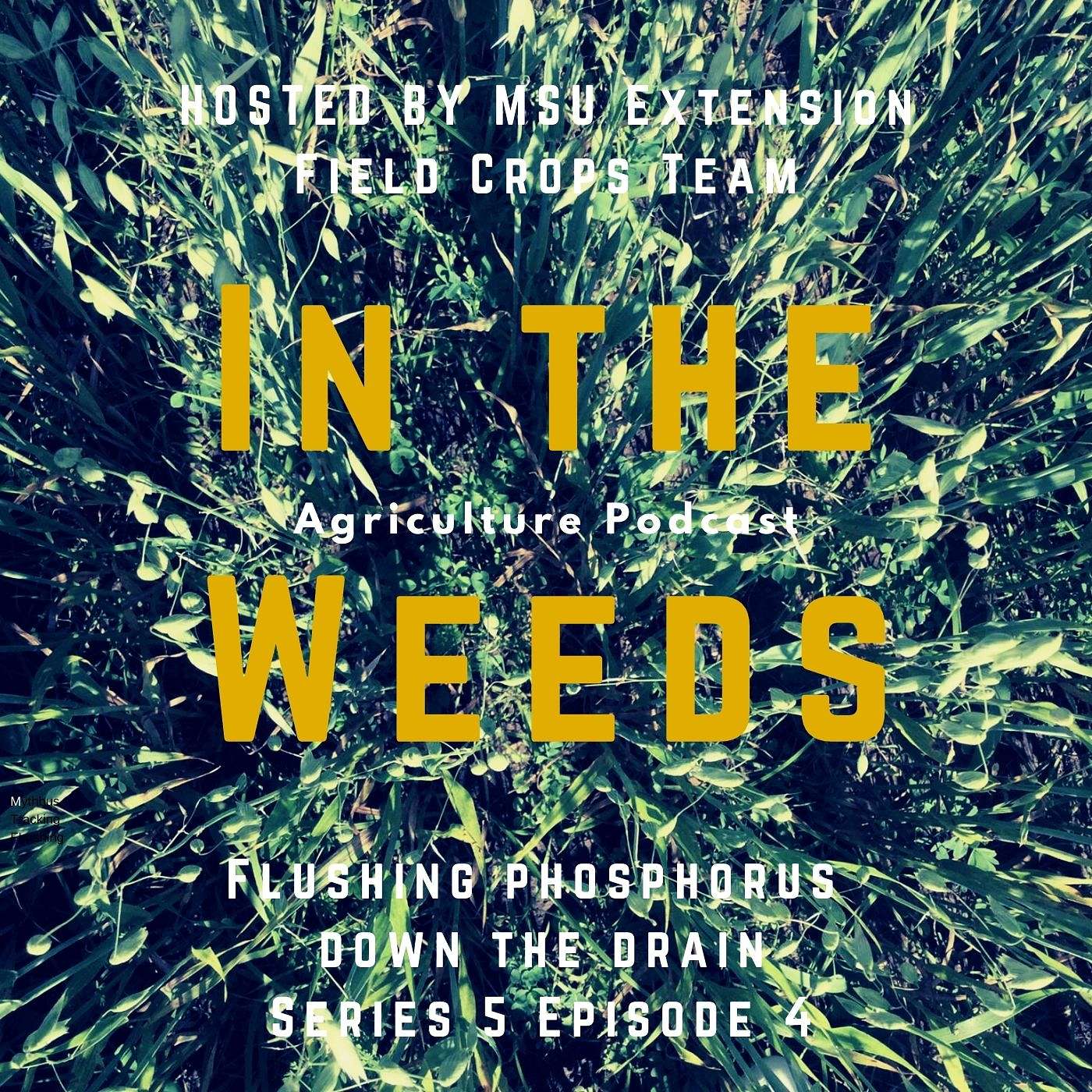 In the Weeds. Flushing Phosphorus Down the Drain: Tile Lines and Disoloved Phosphorus episode artwork