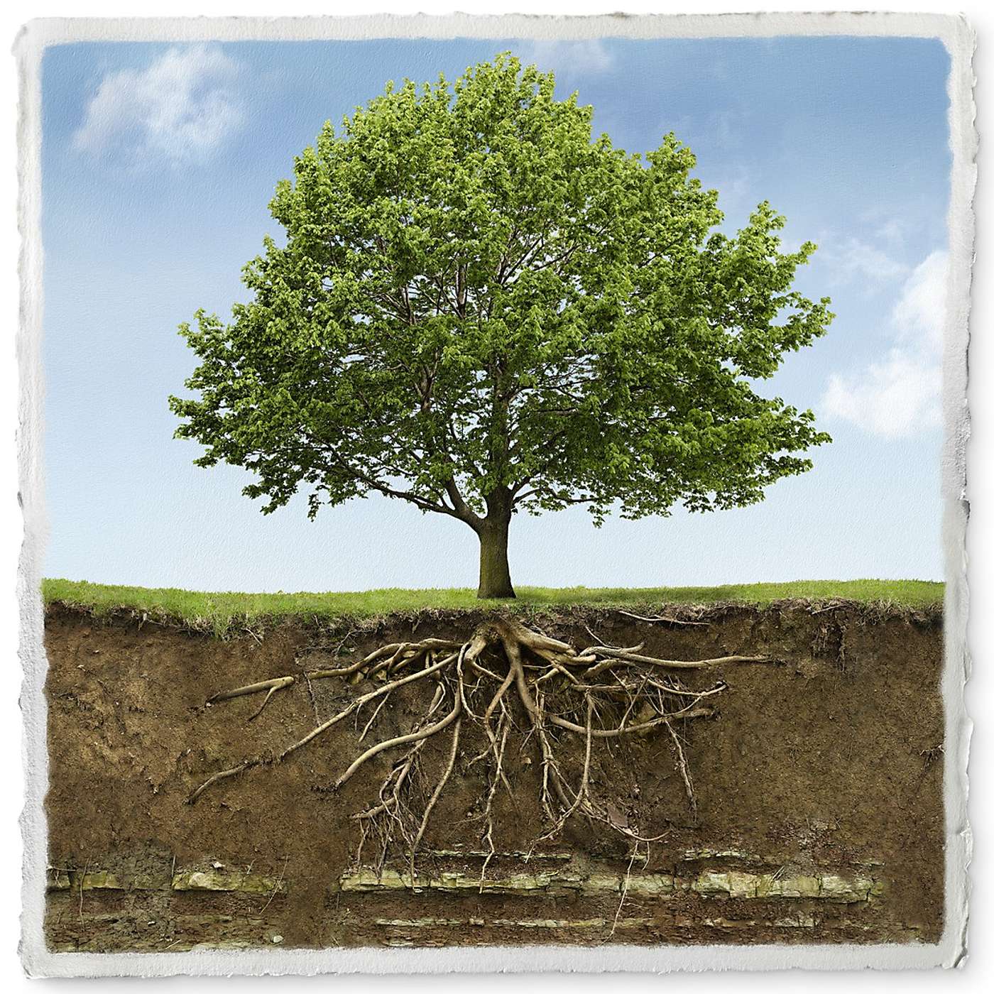 Episode 1129 - Being Rooted