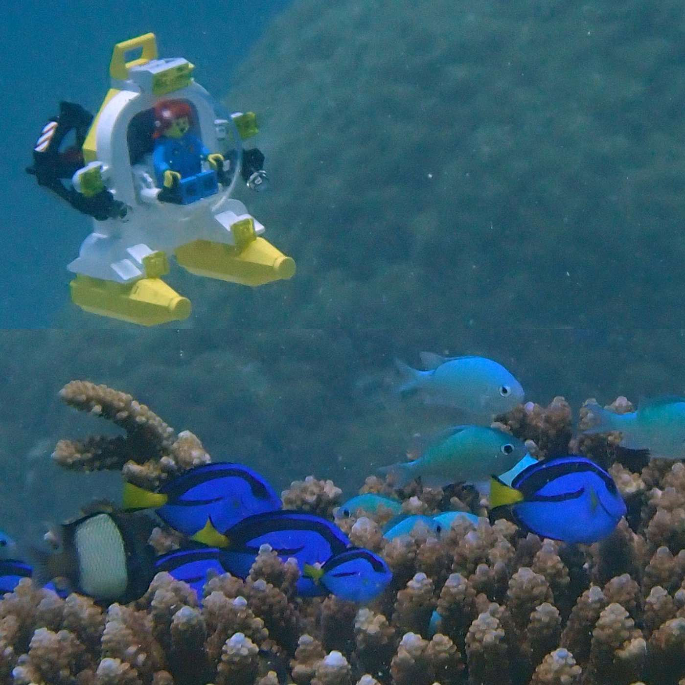 S3 E18: Gone Buggo: Tiny Animals of the Reef and Rainforest with Steven Gill episode artwork
