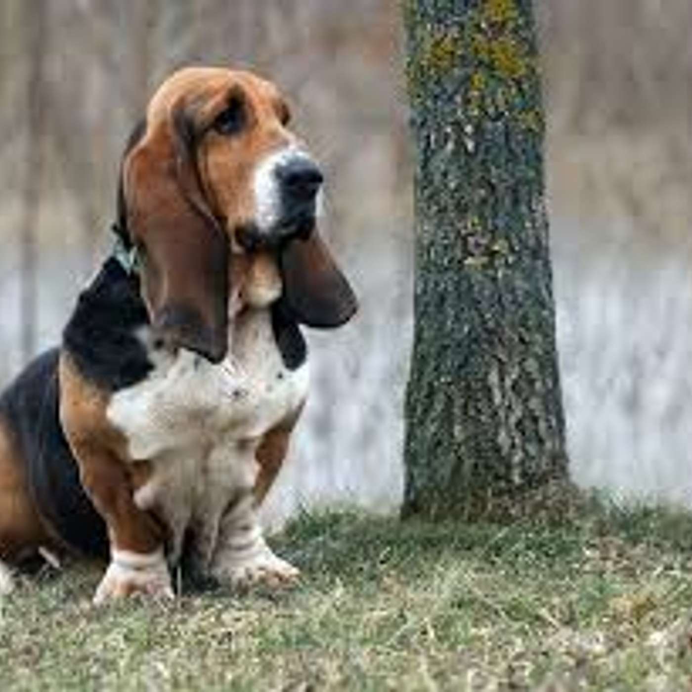 Il basset hound:  gambe corte e grandi orecchie! episode artwork